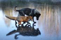 Animal Dogfox