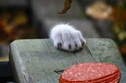 Animals Foodsteal