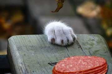 Animals Foodsteal