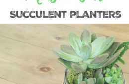Diy Succulentmasonjars
