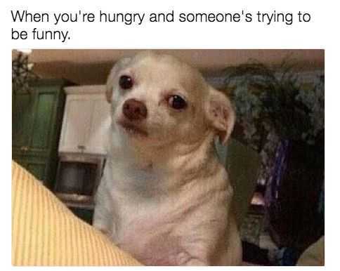 food hungrydog