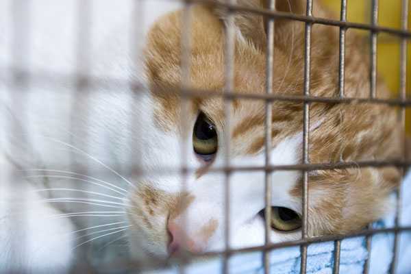 You Won't Believe What This Shelter Worker Found in Two Cardboard Boxes | sad orange cat You Won't Believe What This Shelter Worker Found in Two Cardboard Boxes