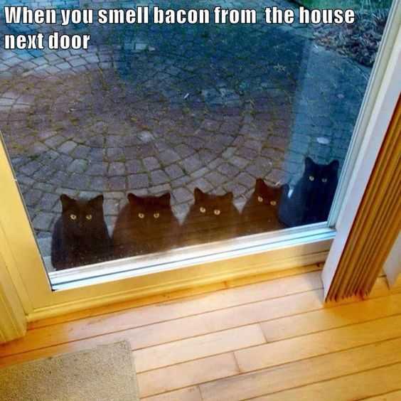bacon cats