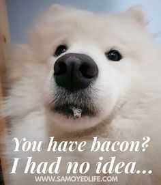 bacon youhave