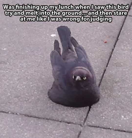funny birdmelting