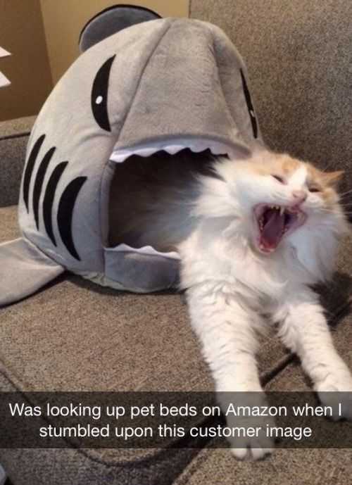 funny cat shark bed