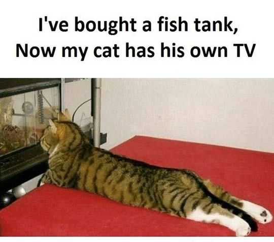 funny cat tv 1