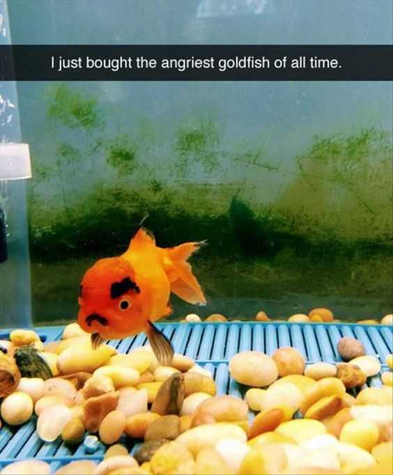 funny fish angry