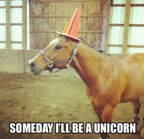 funny horseunicorn