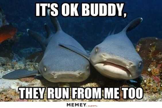 funny sharks itsokay