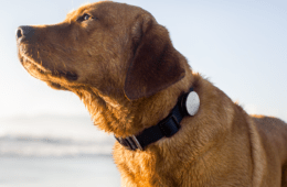 Whistle Pet Gps Tracker Dog