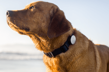Whistle Pet Gps Tracker Dog