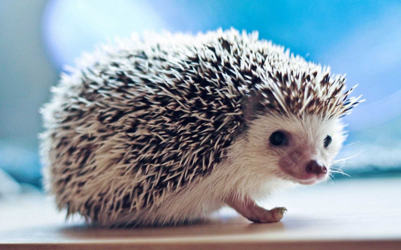 20 Really Funny Animal Pictures | Cute Hedgehog Small Animal Wallpapers 20 Really Funny Animal Pictures