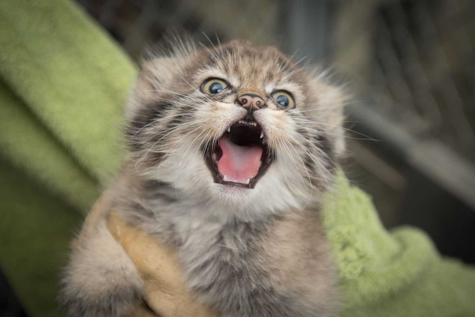 20 Really Funny Animal Pictures | angry kitten 20 Really Funny Animal Pictures