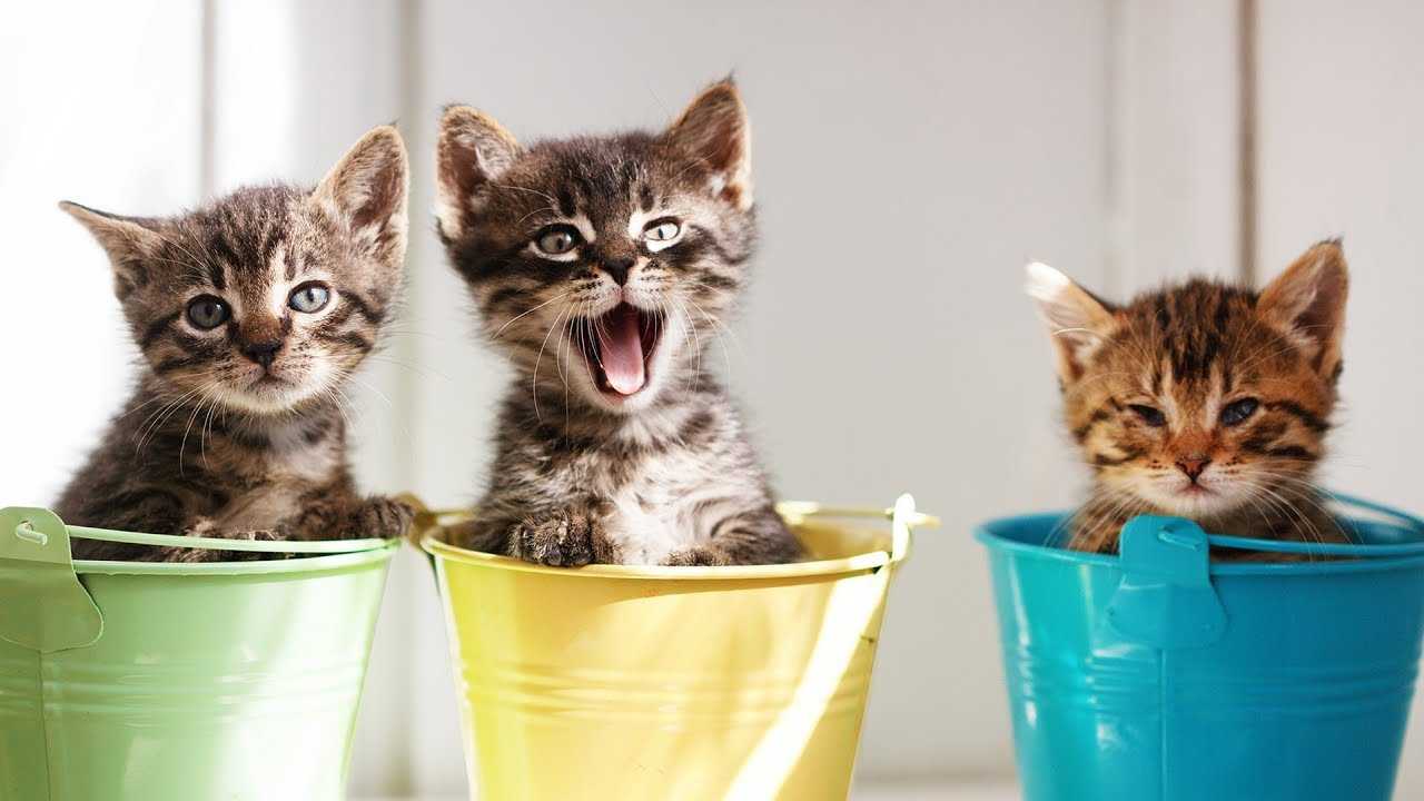 20 Really Funny Animal Pictures | animal cats pails 20 Really Funny Animal Pictures