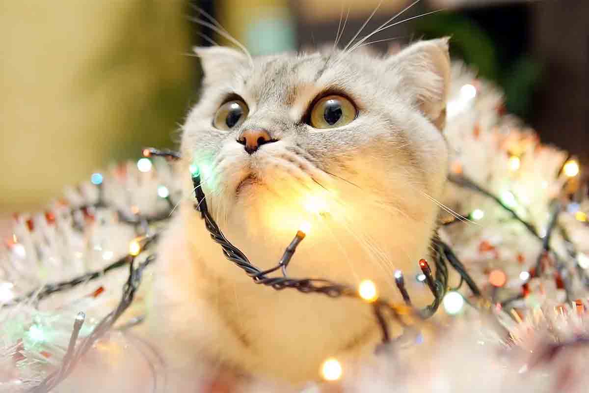 20 Really Funny Animal Pictures | christmas cat lights 20 Really Funny Animal Pictures