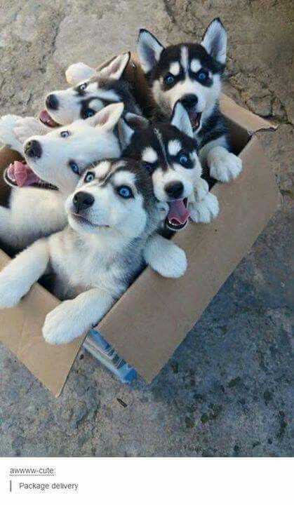 20 Really Funny Animal Pictures | cute box huskies 20 Really Funny Animal Pictures