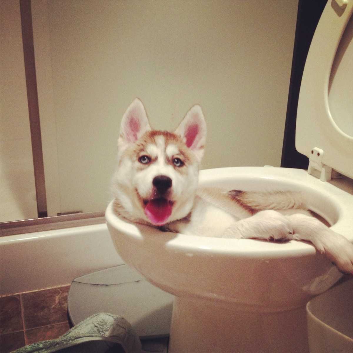 20 Really Funny Animal Pictures | cute husky 20 Really Funny Animal Pictures