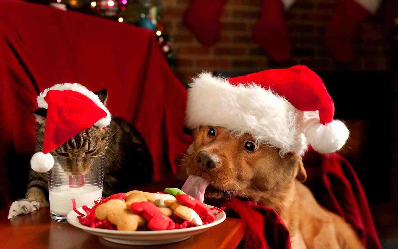 20 Really Funny Animal Pictures | funny naughty cats 20 Really Funny Animal Pictures