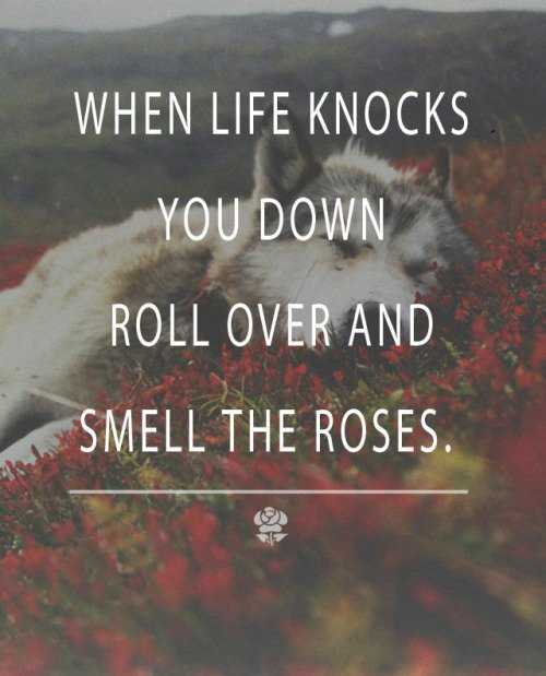 Quotes about Life