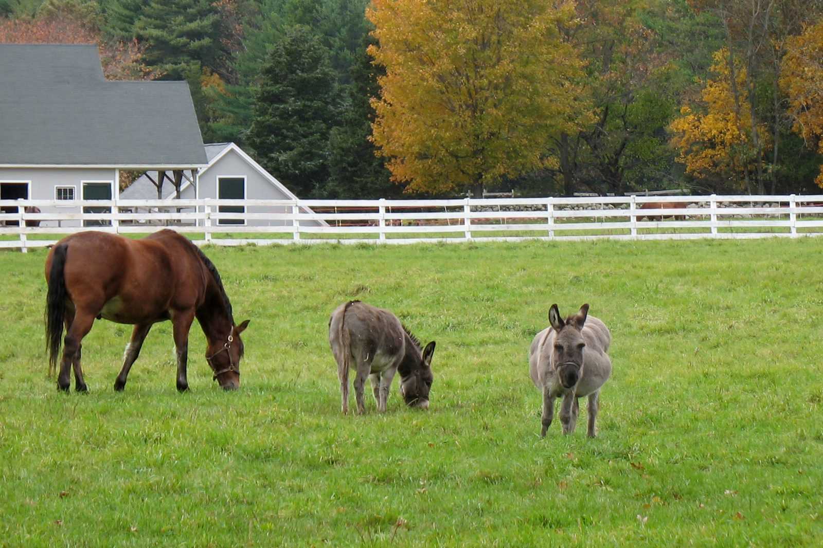 This Sleepy Two-Week-Old Donkey Went Missing. Then Farmers Found His Hysterical Hiding Place | 0dea2ac09cf026c8b02df6c7c12cb2a8 This Sleepy Two-Week-Old Donkey Went Missing. Then Farmers Found His Hysterical Hiding Place
