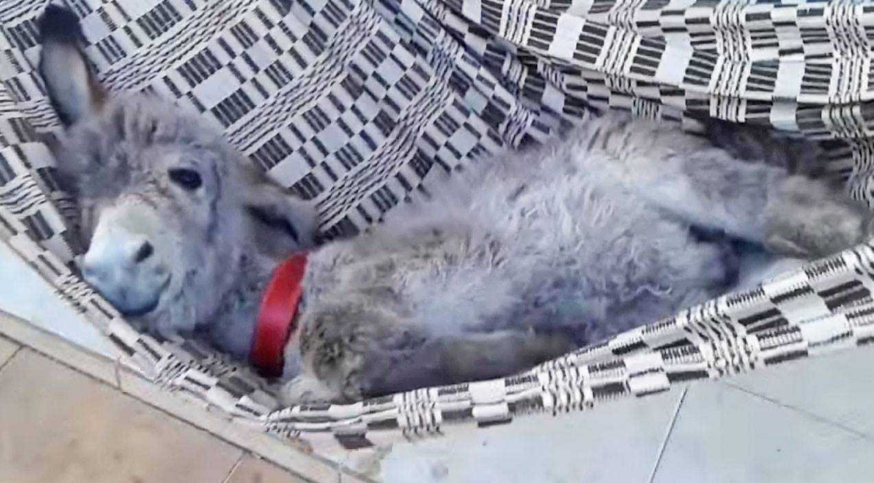 This Sleepy Two-Week-Old Donkey Went Missing. Then Farmers Found His Hysterical Hiding Place | 12084813 1472387973071042 2022220189 o This Sleepy Two-Week-Old Donkey Went Missing. Then Farmers Found His Hysterical Hiding Place
