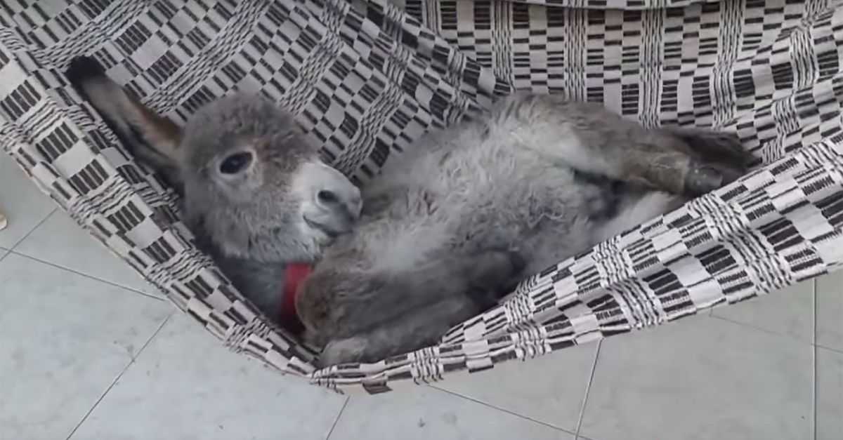 This Sleepy Two-Week-Old Donkey Went Missing. Then Farmers Found His Hysterical Hiding Place | 20152F092F202F992Fdonkeyinham.37da6 This Sleepy Two-Week-Old Donkey Went Missing. Then Farmers Found His Hysterical Hiding Place
