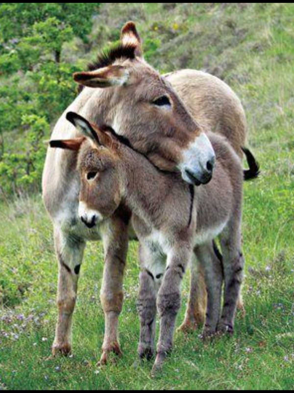 This Sleepy Two-Week-Old Donkey Went Missing. Then Farmers Found His Hysterical Hiding Place | 9c228a8b42510843360686ead712678d This Sleepy Two-Week-Old Donkey Went Missing. Then Farmers Found His Hysterical Hiding Place