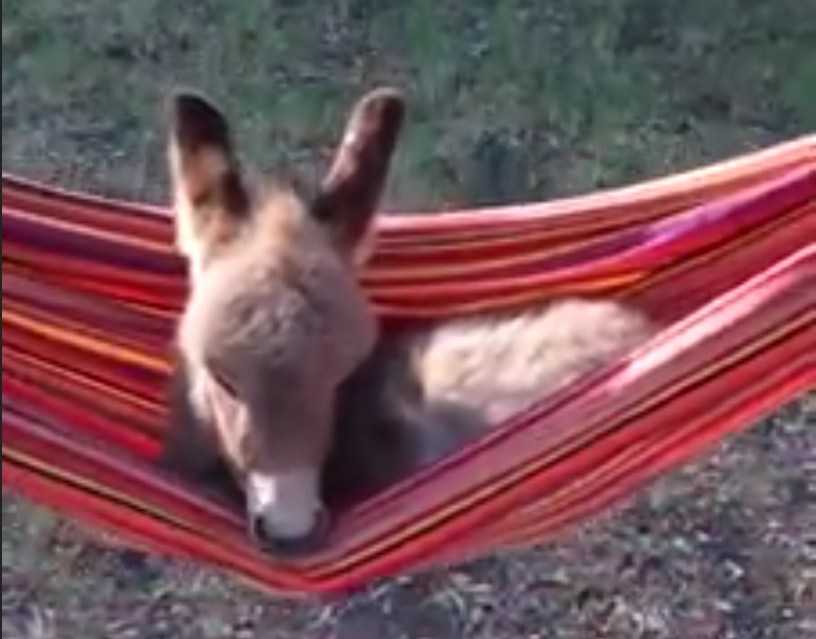This Sleepy Two-Week-Old Donkey Went Missing. Then Farmers Found His Hysterical Hiding Place | BabyDonkey This Sleepy Two-Week-Old Donkey Went Missing. Then Farmers Found His Hysterical Hiding Place