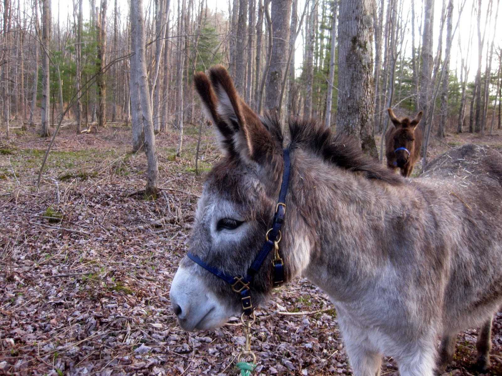 This Sleepy Two-Week-Old Donkey Went Missing. Then Farmers Found His Hysterical Hiding Place | IMG 4360 This Sleepy Two-Week-Old Donkey Went Missing. Then Farmers Found His Hysterical Hiding Place
