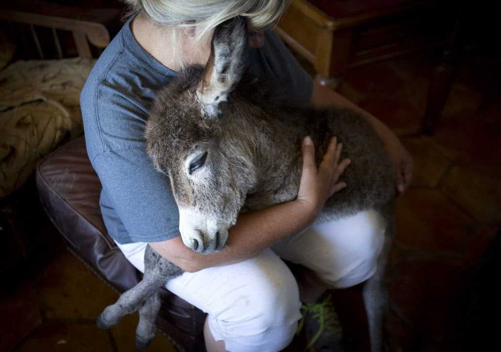 This Sleepy Two-Week-Old Donkey Went Missing. Then Farmers Found His Hysterical Hiding Place | babydonkeyjpg 9e8f06174fb10548 This Sleepy Two-Week-Old Donkey Went Missing. Then Farmers Found His Hysterical Hiding Place
