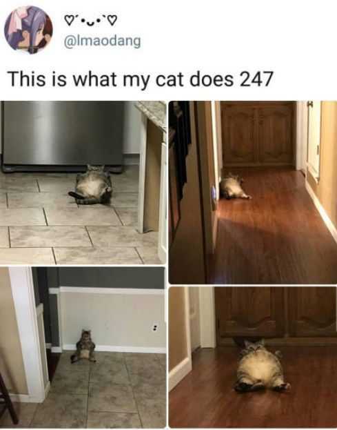 Funny Cat Pictures - what a cat does when home alone