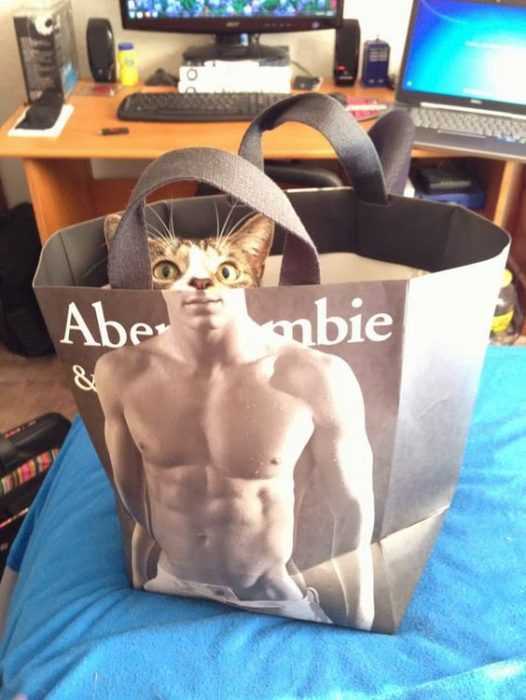 Funny Cat Pictures - catbercrombie!