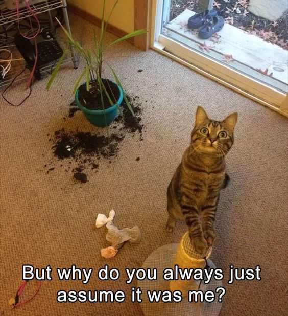 Funny Cat Pictures - innocent cat