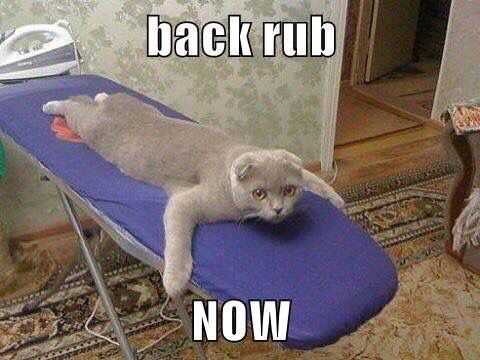 Funny Cat Pictures - demanding cat