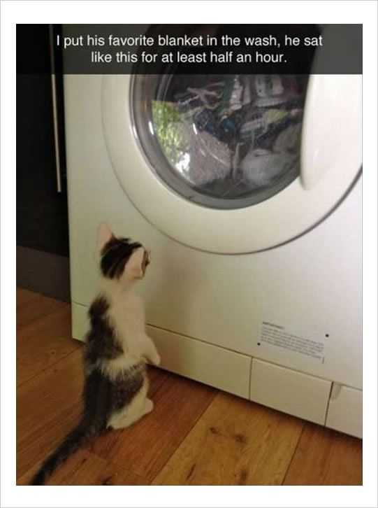 Funny Cat Pictures - round and round it goes