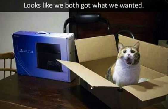 Funny Cat Pictures - ps4 and cat toy
