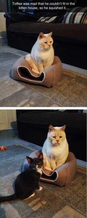 Funny Cat Pictures - house not big enough for the two of us