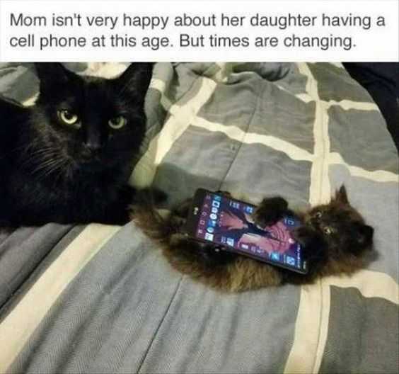 Funny Cat Pictures - no more screentime!