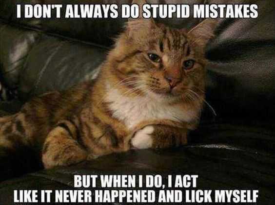 Funny Cat Pictures - just act innocent
