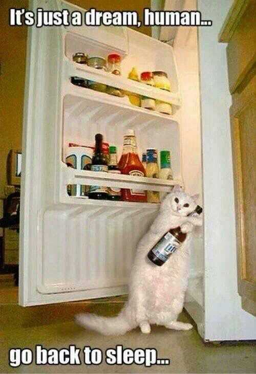 Funny Cat Pictures - caught the cat burglar red handed