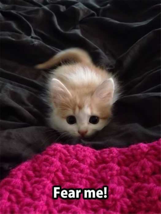 Funny Cat Pictures - scary kitten not!