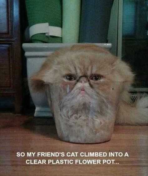 Funny Cat Pictures - Cat-erminator