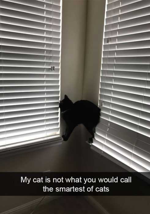 Funny Cat Pictures - this cat needs help