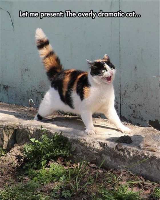 Funny Cat Pictures - just saw the devil look