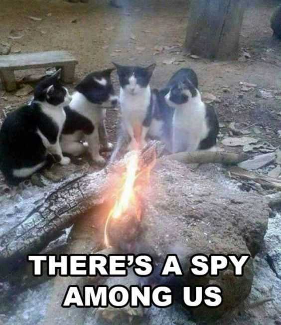 Funny Cat Pictures - who's the spy