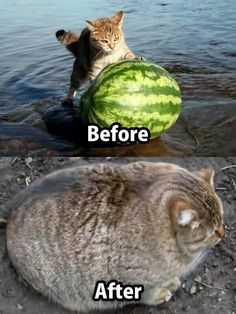Funny Cat Pictures - catermelon