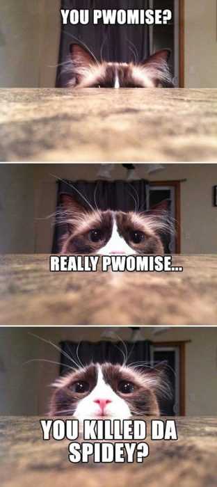 Funny Cat Pictures - kitty scared of spidey
