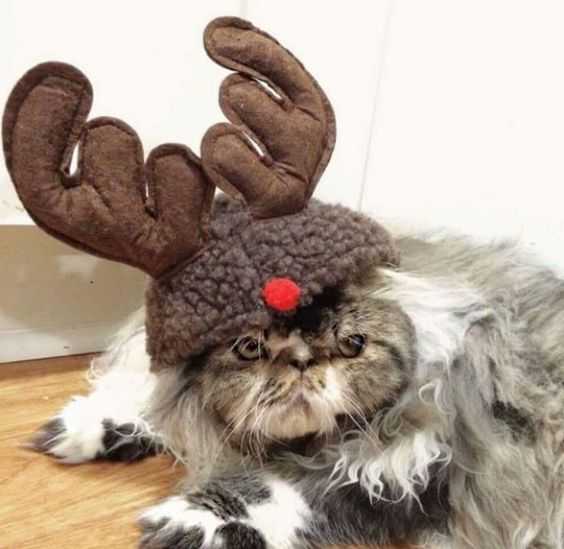 funny christmas cat pictures reindeer hat