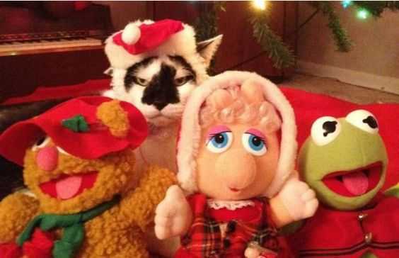 funny christmas cat pictures muppet show cat